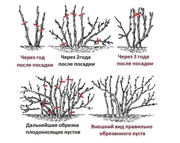 Обрезка смородины