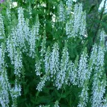 Шалфей дубравный Шнеехюгель (Salvia nemorosa 