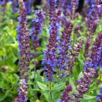 Шалфей дубравный Нью Дименшен Блю (Salvia nemorosa 