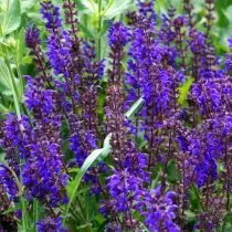 Шалфей дубравный Карадонна (Salvia nemorosa 