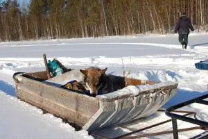 Самодельные сани для снегохода своими руками: фото, чертежи, размеры, видео