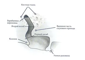 строение уха