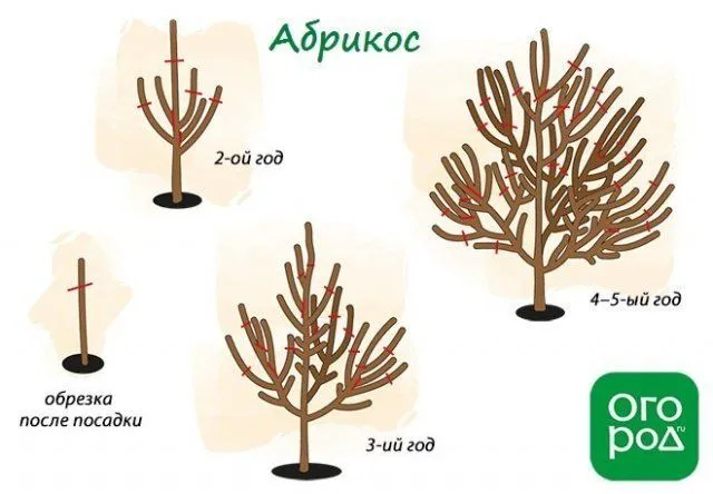 Схема обрезки абрикоса осенью