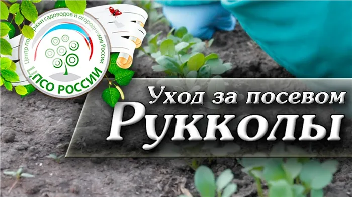 ? Выращивание и уход за Рукколой. Как вырастить рукколу.