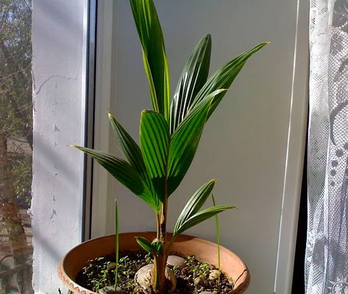 Драцена маргината высотой 200см в горшке (Dracaena marginata)