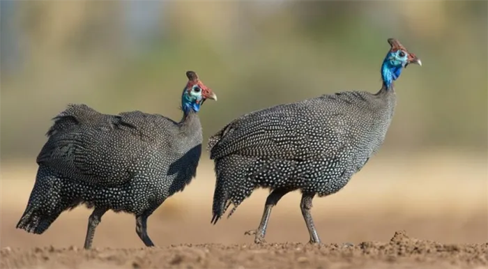 Цесарки