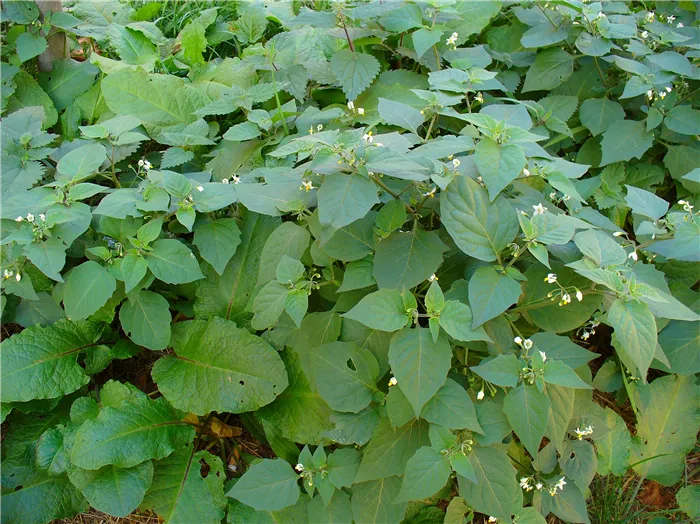 Паслен черный (Solanum nigrum)