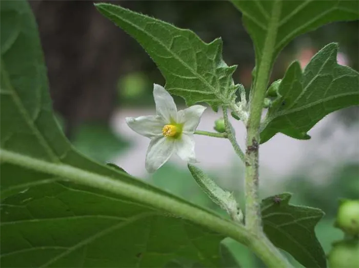 Паслен черный (Solanum nigrum)