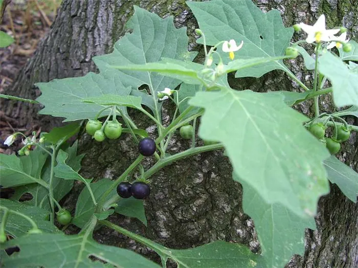 Паслен черный (Solanum nigrum)