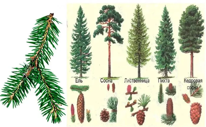 Хвойные деревья: названия с описанием и фото 2