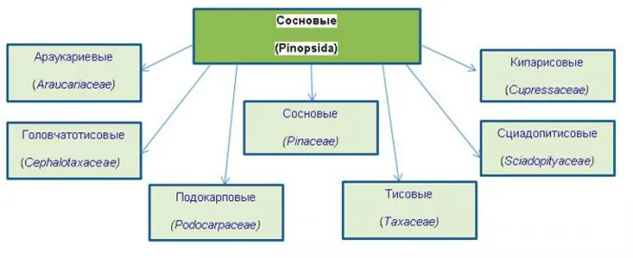 Хвойные деревья: названия с описанием и фото 4